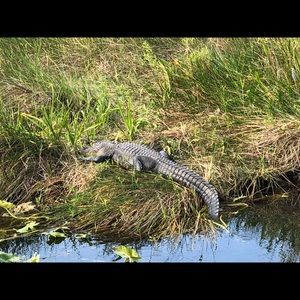 Meet your Posher, Cherry